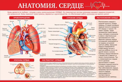 Квинг Внутреннее строение сердца анатомический плакат 45х61см