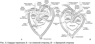 Сердце и сосуды, подготовка к ЕГЭ по биологии