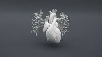 Анатомия: сердце (арт. МЕД-09) информационные стенды медицинских учреждений  купить в интернет магазине с доставкой