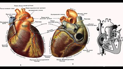 Анатомия и физиология сердечно-сосудистой и дыхательной систем у рептилий.  Часть 1