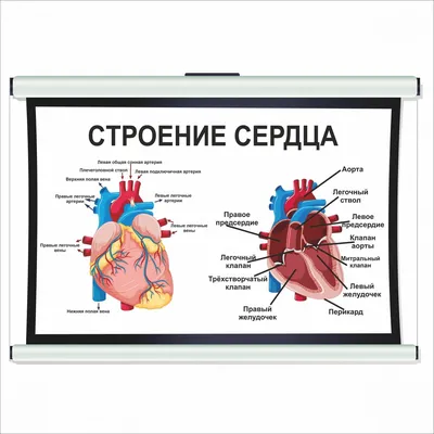 Сердце. Строение и диафрагмальная поверхность плакат глянцевый А1/А2 ›  Купить оптом и в розницу › Цена от завода