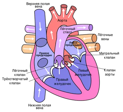 Файл:Heart diagram-ru.svg — Википедия