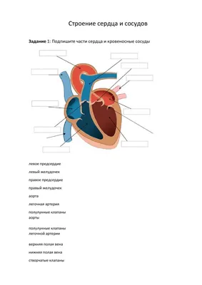 Биология в картинках: Строение сердца человека (Вып. 18) - YouTube