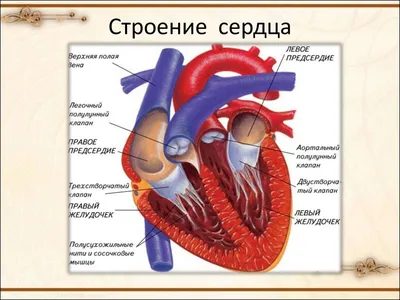 Анатомия: Проводящая система сердца