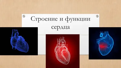 Векторная Иллюстрация На Немецком Языке С Медицинской Структурой Сердца —  стоковая векторная графика и другие изображения на тему Анатомия - iStock