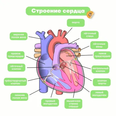 Блог учителя биологии и химии Шевцовой Е.А.: Строение сердца