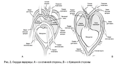 Анатомия и физиология сердечно-сосудистой системы | Конспекты лекций  Анатомия | Docsity
