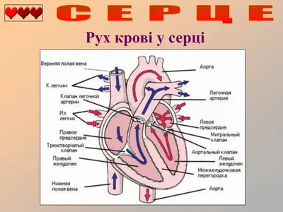 Презентация по теме: \"Строение и функции сердца\" (9 класс)