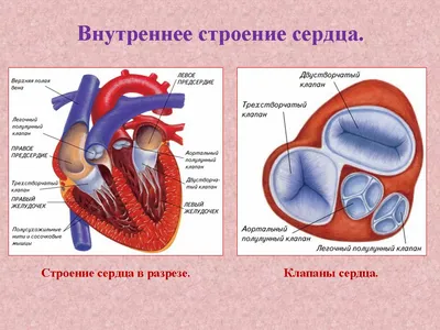 Строение сердца человека рисунок - 73 фото