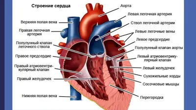 Анатомия и физиология сердечно-сосудистой и дыхательной систем у рептилий.  Часть 1