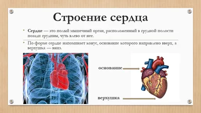 Зарисовка строения сердца (Много фото!) - drawpics.ru