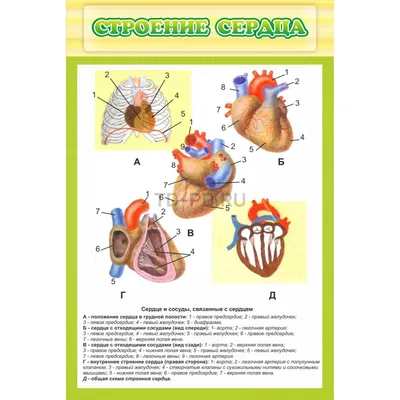 Схема внутреннего строения сердца | АНАТОМИЯ ЧЕЛОВЕКА | Постила