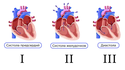 Сравнительная анатомия сердца человека и экспериментальных животных |  Лабораторные животные для научных исследований