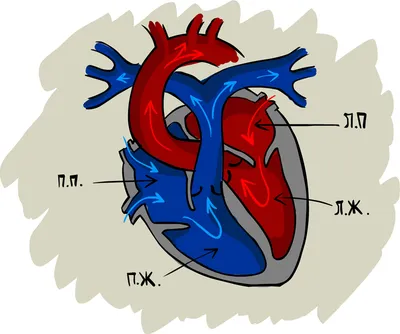 Стенд \"Строение сердца\"