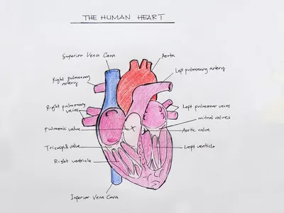 Бесплатный STL файл Строение сердца человека (учебная печать) 🎨・Объект для  скачивания и 3D печати・Cults