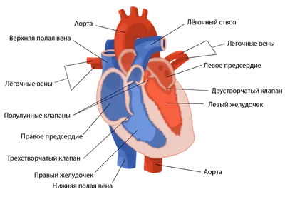 Строение сердца человека, круги кровообращения - YouTube