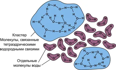 Журнал «За науку»: Живые организмы научились трансформировать структуру воды  в высокопроводящее состояние