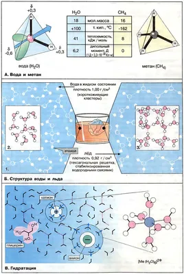 Б. Структура воды и льда / Биохимия