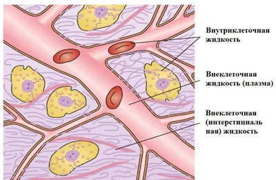 Учёные объяснили, почему «структурированная вода» — это обман — Ferra.ru