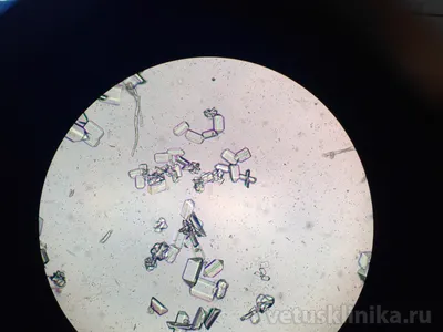 Ветеринарная клиника Доктор Пух. Долгопрудный - 🤔 Прекрасные, но  опасные!... Или первые признаки МКБ у кошек. Оксалаты и струвиты под  микроскопом ветеринара выглядят именно так. Наличие этих клисталлов -  признак мочекаменной болезни