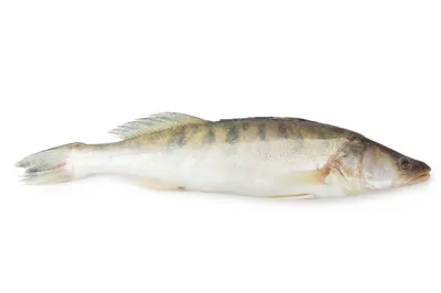 Рыба судак: особенности, виды, описание - Frost Fish