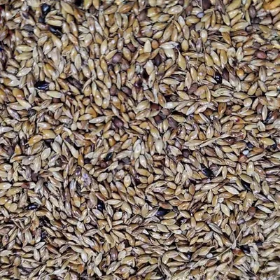 Семена суданка, суданская трава Белявка на сено, цена за мешок 20 кг –  Iнтернет-магазин насiння та засобiв захисту рослин Агропошта