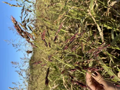 Семена суданки (суданской травы): покупка и продажа оптом и в розницу от  производителя, цены - АгроМер