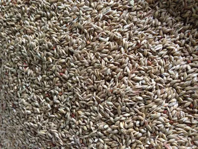 Суданка семена Геліос, купить - цена в интернет-магазине Супермаркет Семян