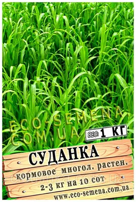 Суданская трава (суданка, сорго суданское) (Sorghum sudanense I'ers)