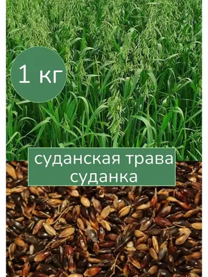 Продам семена суданки, купити семена суданки — Agro-Ukraine