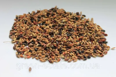 Семена суданки! Суданка! Качественные семена различных сортов!  (ID#1132867386), цена: 38 ₴, купить на Prom.ua