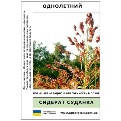 Семена суданки белой купить в Украине почтой, цена оптом 2022