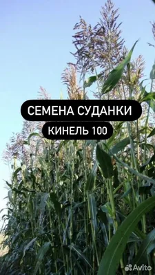 Продаю семена суданки, люцерны, эспарцет костёр, цена 50 руб. купить в  Канеловской