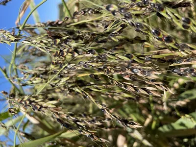 Суданская трава семена от ООО \"Агромикс Плюс\" — продажа на АГРОпрактике,  цены от производителей