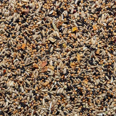 Семена суданки (суданской травы): покупка и продажа оптом и в розницу от  производителя, цены - АгроМер
