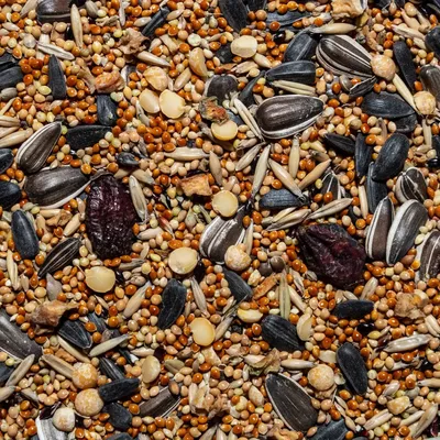 Купить семена суданской травы 1кг (весовые) | \"СЕМЕНА-БАЗА.РФ\"  интернет-магазин в Волгограде