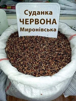 Семена Суданской травы Мироновская красная (суданка красная) от 1 кг  (ID#1445555657), цена: 75 ₴, купить на Prom.ua