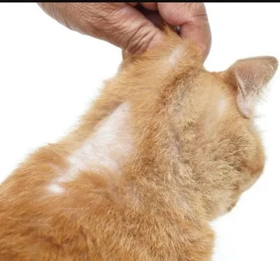 Сухая экзема у кошек фото фото