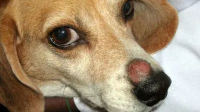 Мокнущая и сухая экзема у собак: причины, симптомы и лечение в домашних  условиях - KOTiKO.ru
