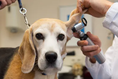 Сухая и мокнущая экзема у собак — диагностика, лечение и профилактика ⋆  Собакапедия