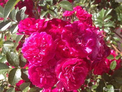 Super Dorothy ® Climbing Rose – Famous Roses World