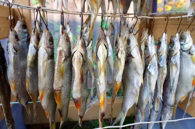 Какая разница между вяленой и сушеной рыбой - Пан Рыбар. Самая вкусная рыба  в Измаиле!