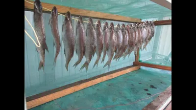 Турбо-вяление рыбы. Дома своими руками | Пикабу