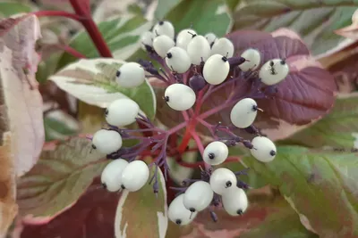 Свидина белая 'Sibirica Variegata' купить саженцы в Украине | Сад мрії