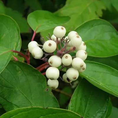 Дерен белый Элегантиссима (Cornus alba Elegantissima)