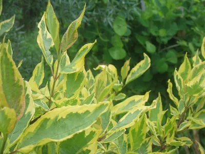 Дерен белый (свидина) (Cornus alba)