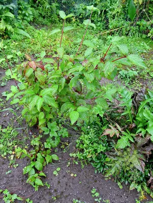 Свидина белая 'Sibirica Variegata'. Контейнер 3 л – фото, отзывы,  характеристики в интернет-магазине ROZETKA от продавца: Decor Plants |  Купить в Украине: Киеве, Харькове, Днепре, Одессе, Запорожье, Львове