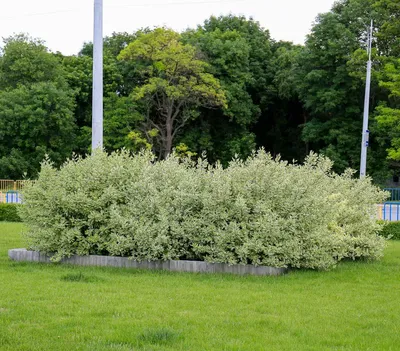 Семена Дерен белый (Cornus alba) Лэнд, Семена, 20 шт. Цена от 385 руб. .  Отличная всхожесть, есть инструкция. Купить с доставкой и онлайн оплатой. -  интернет-магазин Лесландия