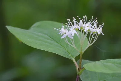 ᐉ Свидина белая Sibirica Variegata контейнер 3 л (Z00035819)