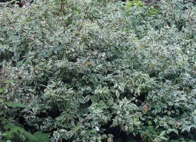 Дёрен белый (Cornus alba) | Ракита. Питомник растений